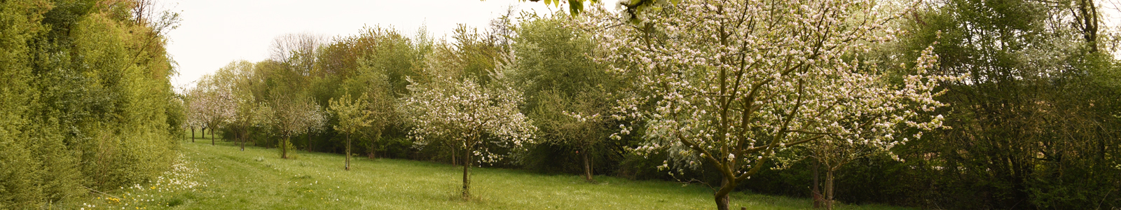 Blühende Kirschbäume ©Dr. Köhler